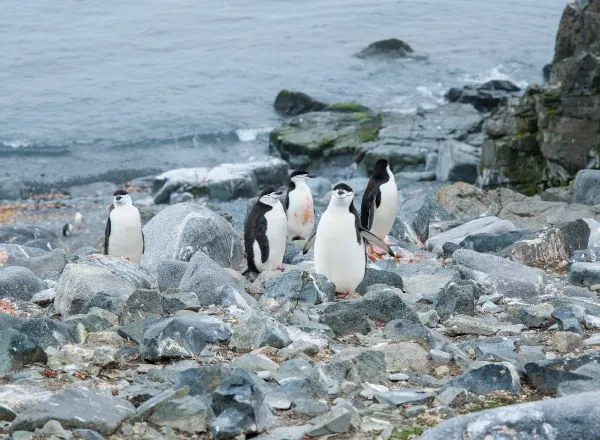 Luxury travel Arctic & Antarctic